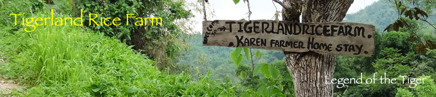 Tigerland Rice Farm - eco-vacation in rice planting and harvesting, the Karen hill tribe way