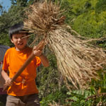 Rice harvesting educational vacation